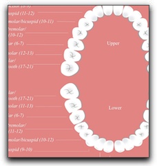 tooth location chart